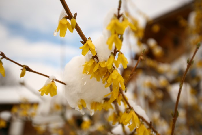 Nova ION 2
